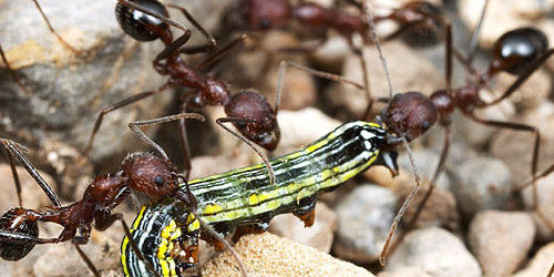 Des fourmis qui chassent une chenille