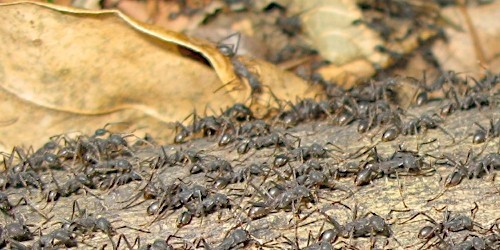 Des centaines de fourmis partent à l’attaque