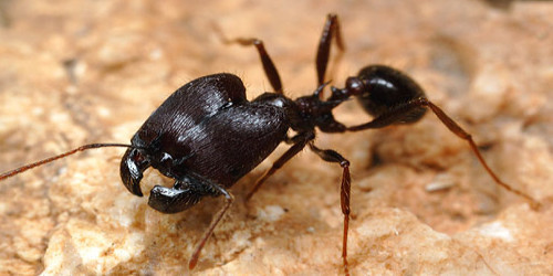 Une fourmis avec une tête énorme
