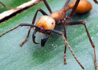 Un soldat des fourmis Magnan