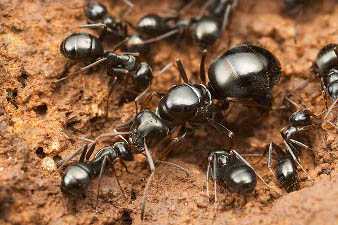 La reine des fourmis entourée de ses ouvrières