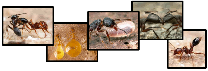 5 images de fourmis